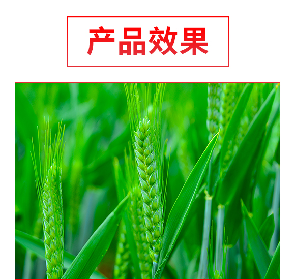 辉县?jng)U北种业有限公?郑品?号_04.jpg