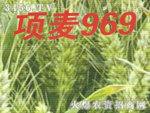 (xing)969