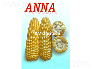 Anna-׷N-r(nng)r(nng)I(y)